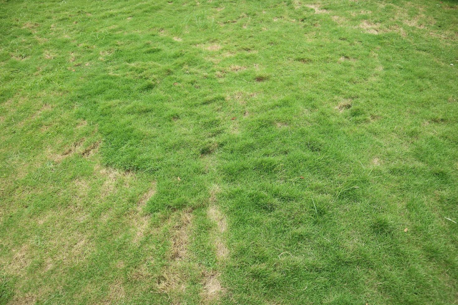 fresh green grass in a park photo
