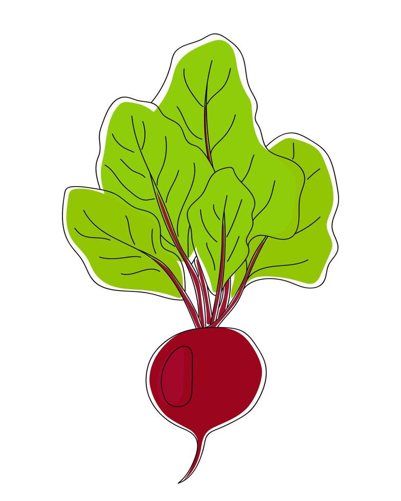 Hand drawn beet. vector