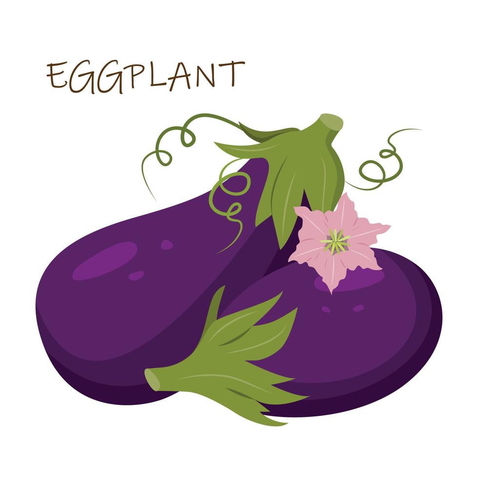 Vector composition of ripe eggplants. Eggplant for the farmer's market, a design element.