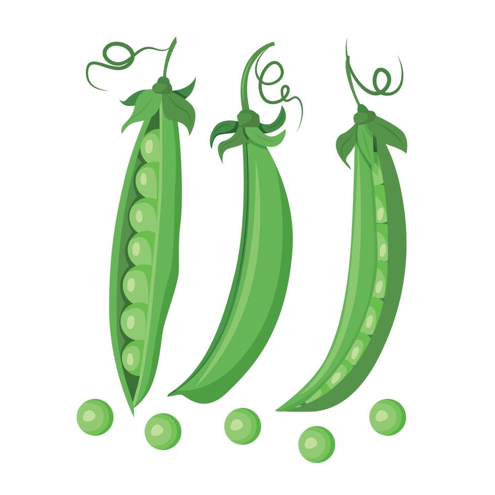 A set of three green pea pods isolated on a white background. Vector illustration
