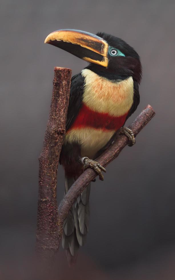 Aracari de orejas de castaño foto