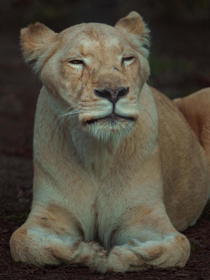 Portrait of Cape lion photo