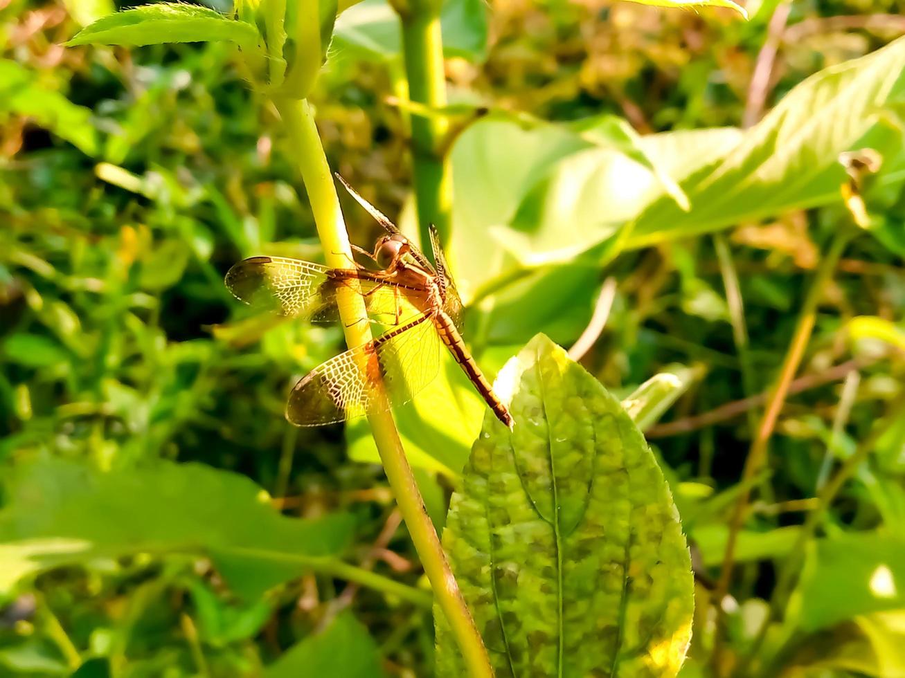 Dragon Fly on natural background photo