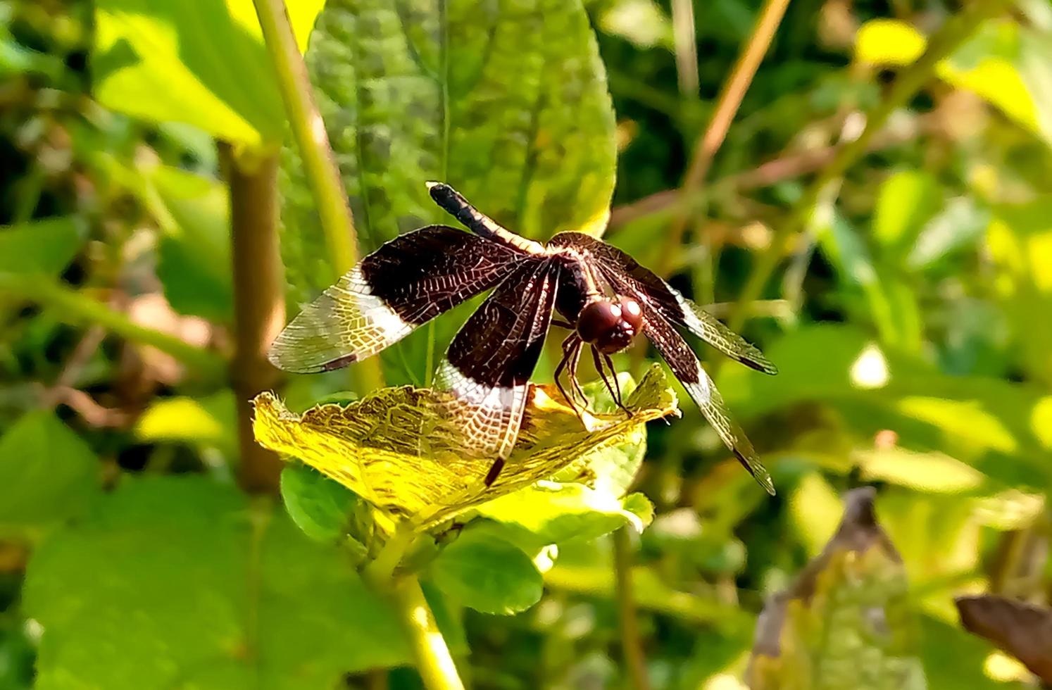 Dragon Fly on natural background photo
