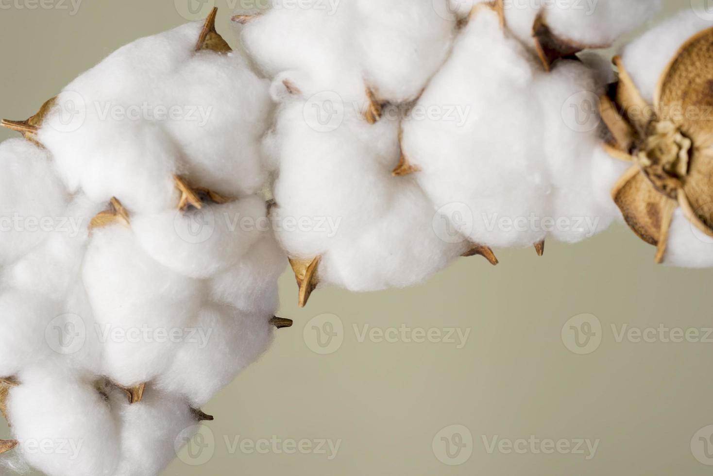 Beautiful white cotton flower on grey background. photo