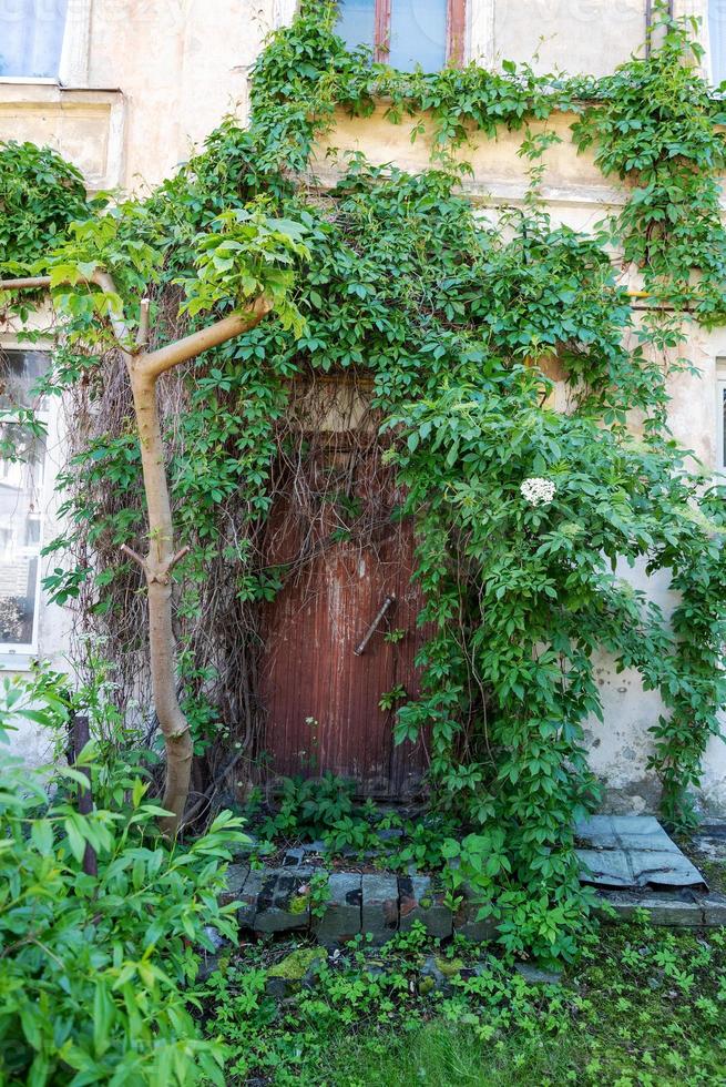 Wooden door with green leaves. Green leaf wall and old wood. photo