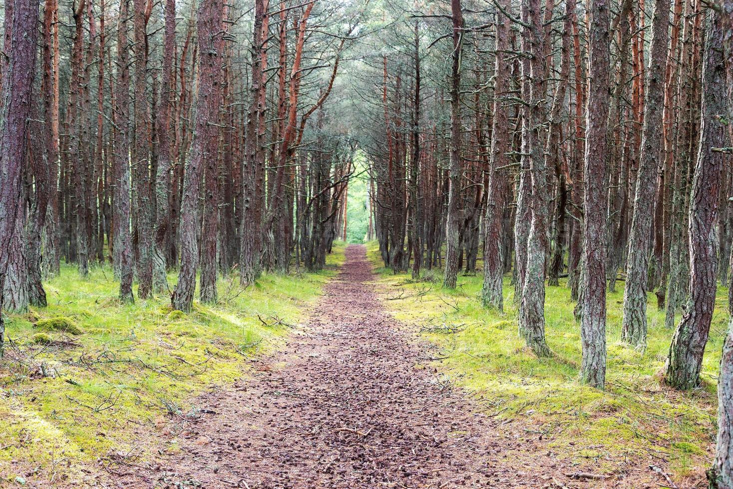 An image of a dancing forest on the Curonian Spit in the Kaliningrad region in Russia. photo