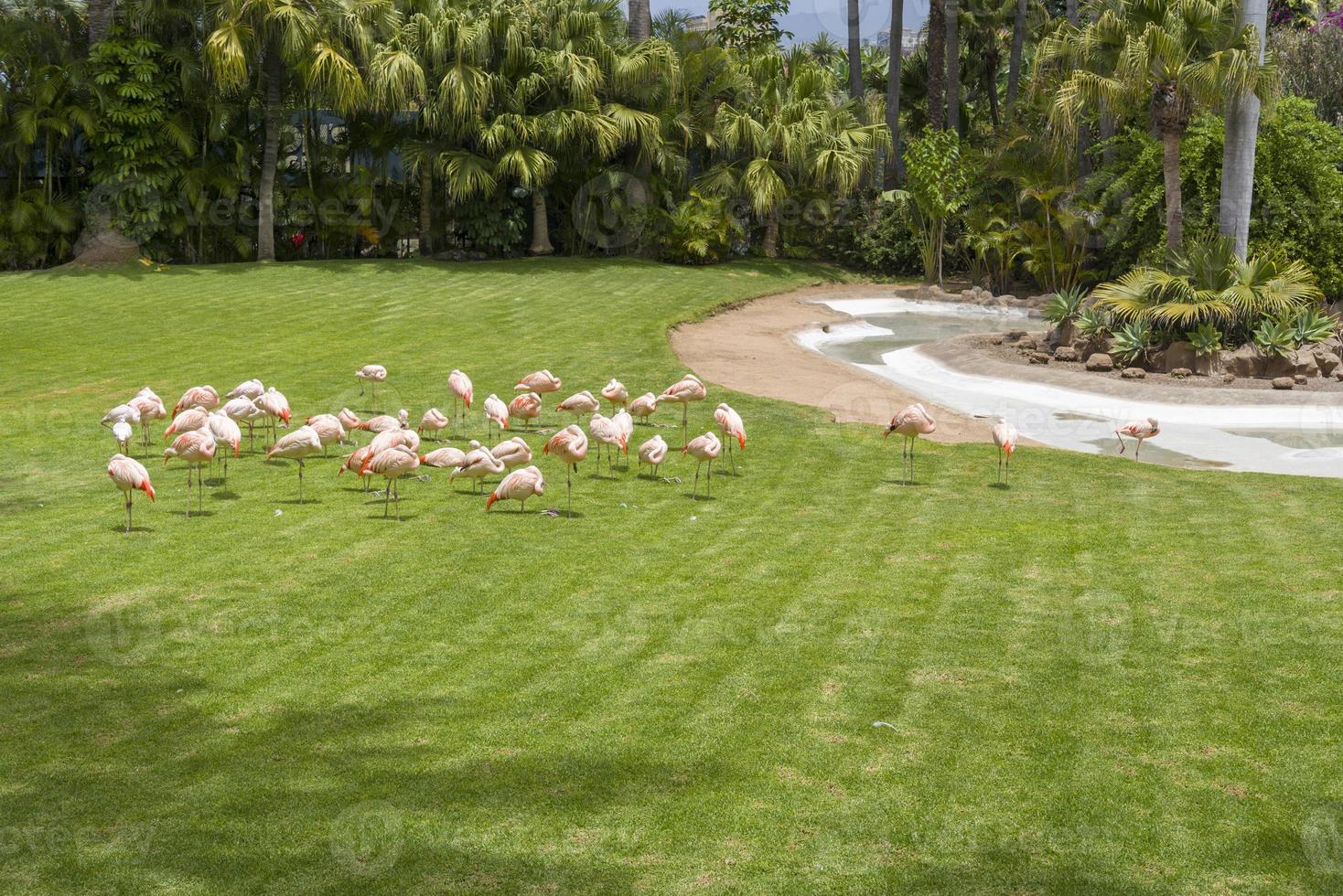 Pink flamingos at the zoo on the island of Tenerife. photo