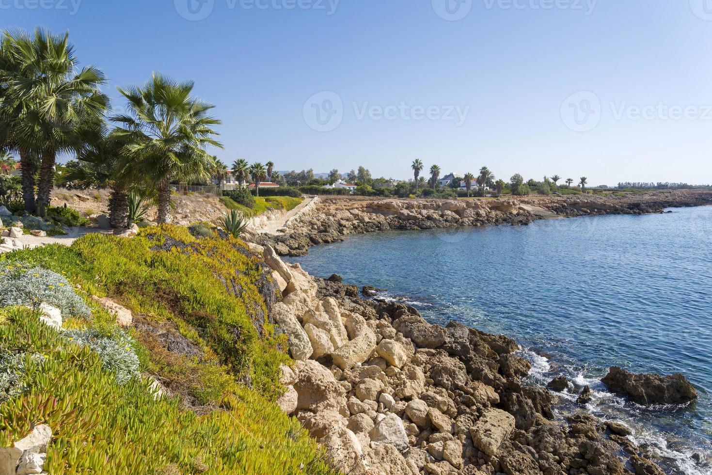 Palm trees on the rocky beach of Cyprus. photo