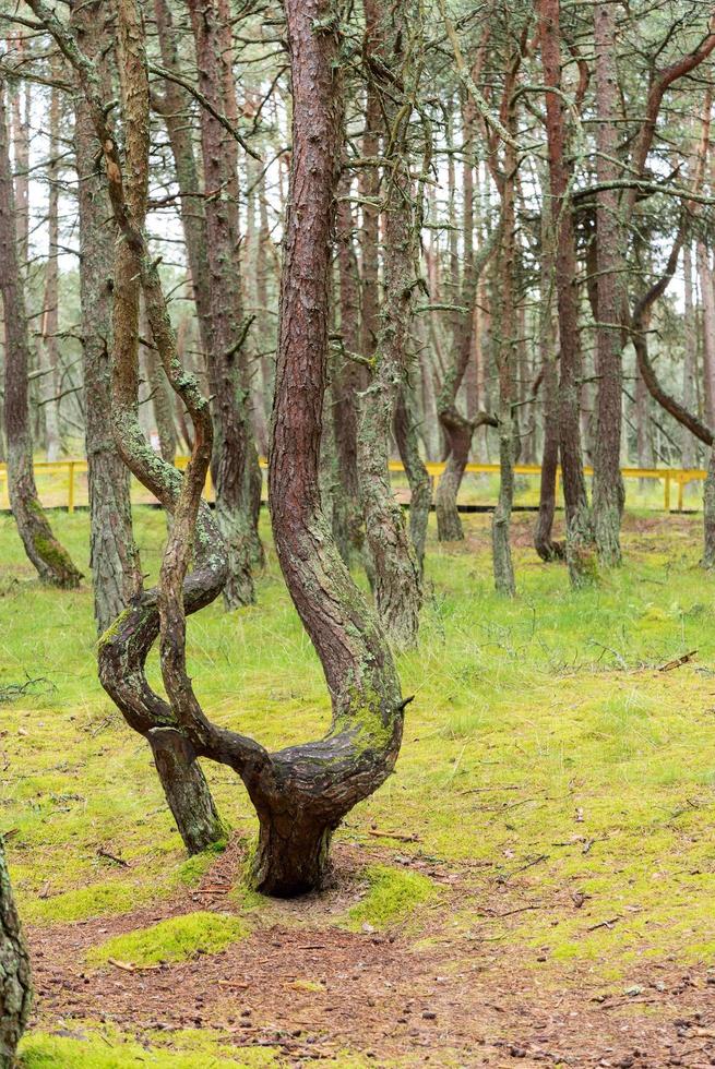 An image of a dancing forest on the Curonian Spit in the Kaliningrad region in Russia. photo