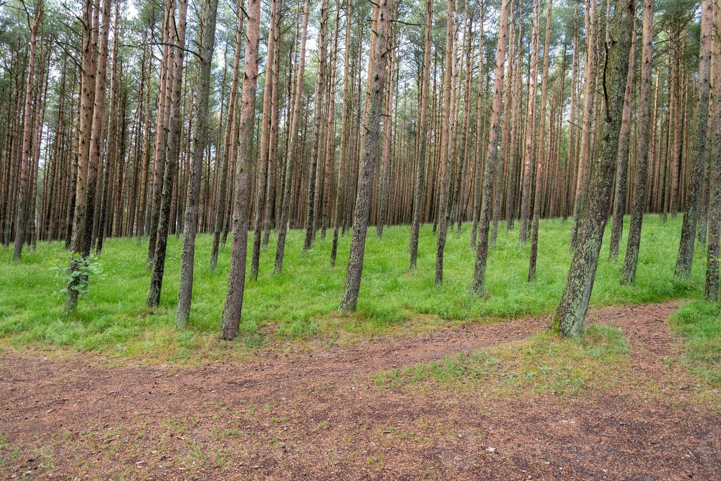 una imagen de un bosque danzante en el istmo de curlandia en la región de kaliningrado en rusia. foto