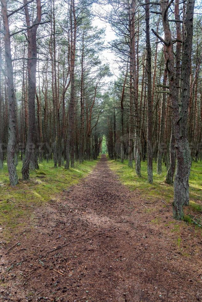 An image of a dancing forest on the Curonian Spit in the Kaliningrad region in Russia. photo