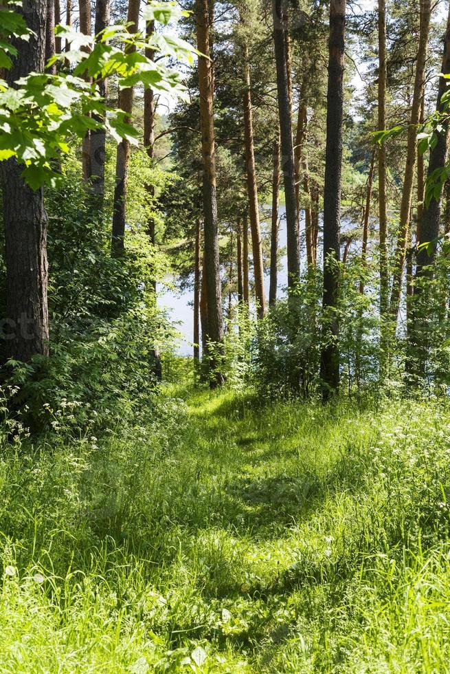 Birch trees near the lake in the summer. Untouched nature by man. photo