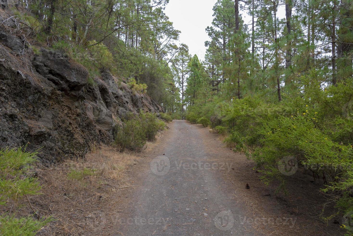 Dense, beautiful forest on the island of Tenerife. photo