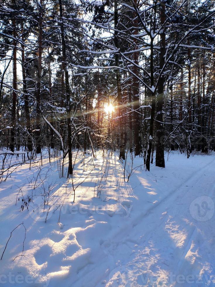 Sunset in snowy winter fir forest. Sun's rays break through the trunks of trees. photo