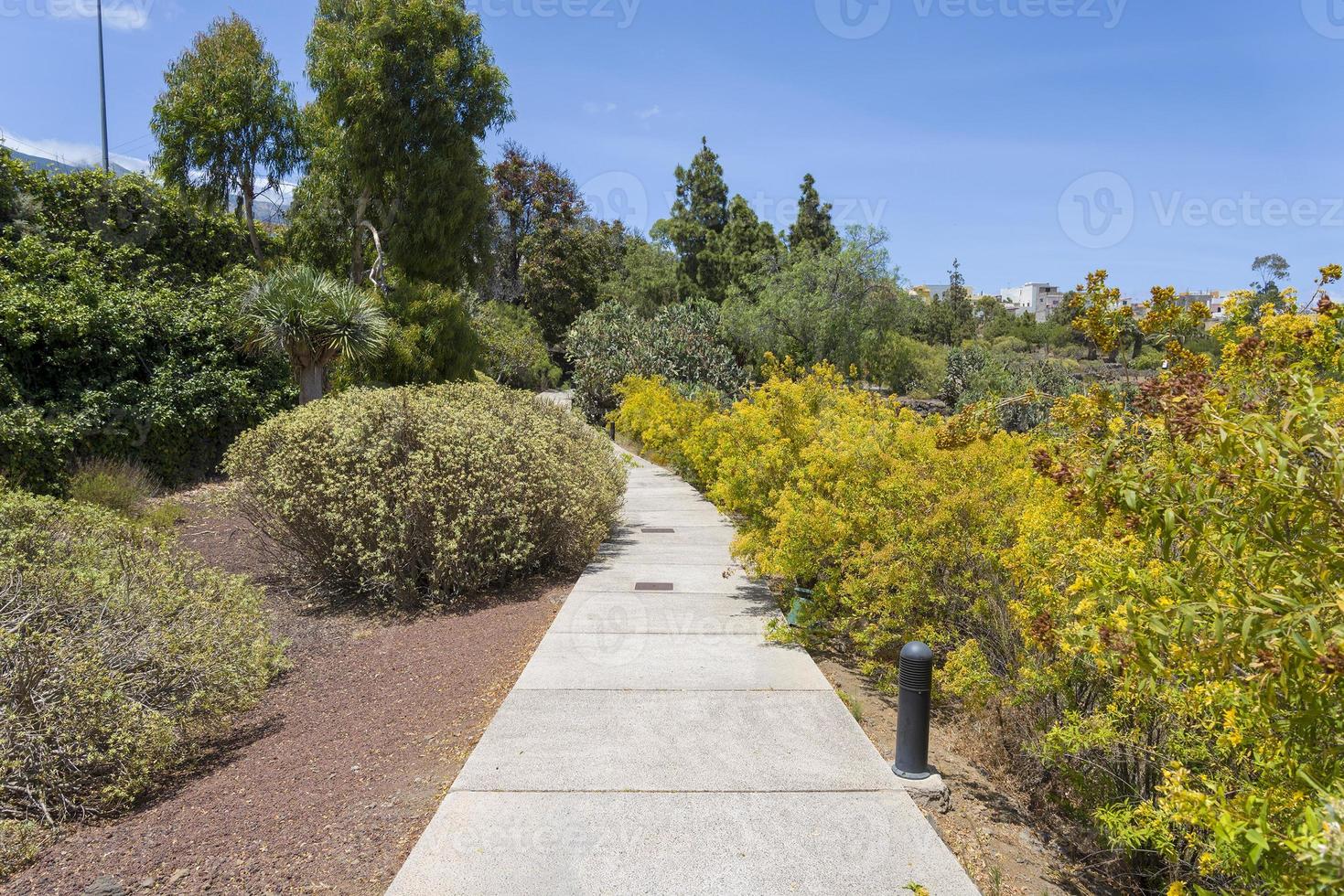 pasarela curva hecha de azulejos con un borde de piedra a lo largo de los arbustos. foto