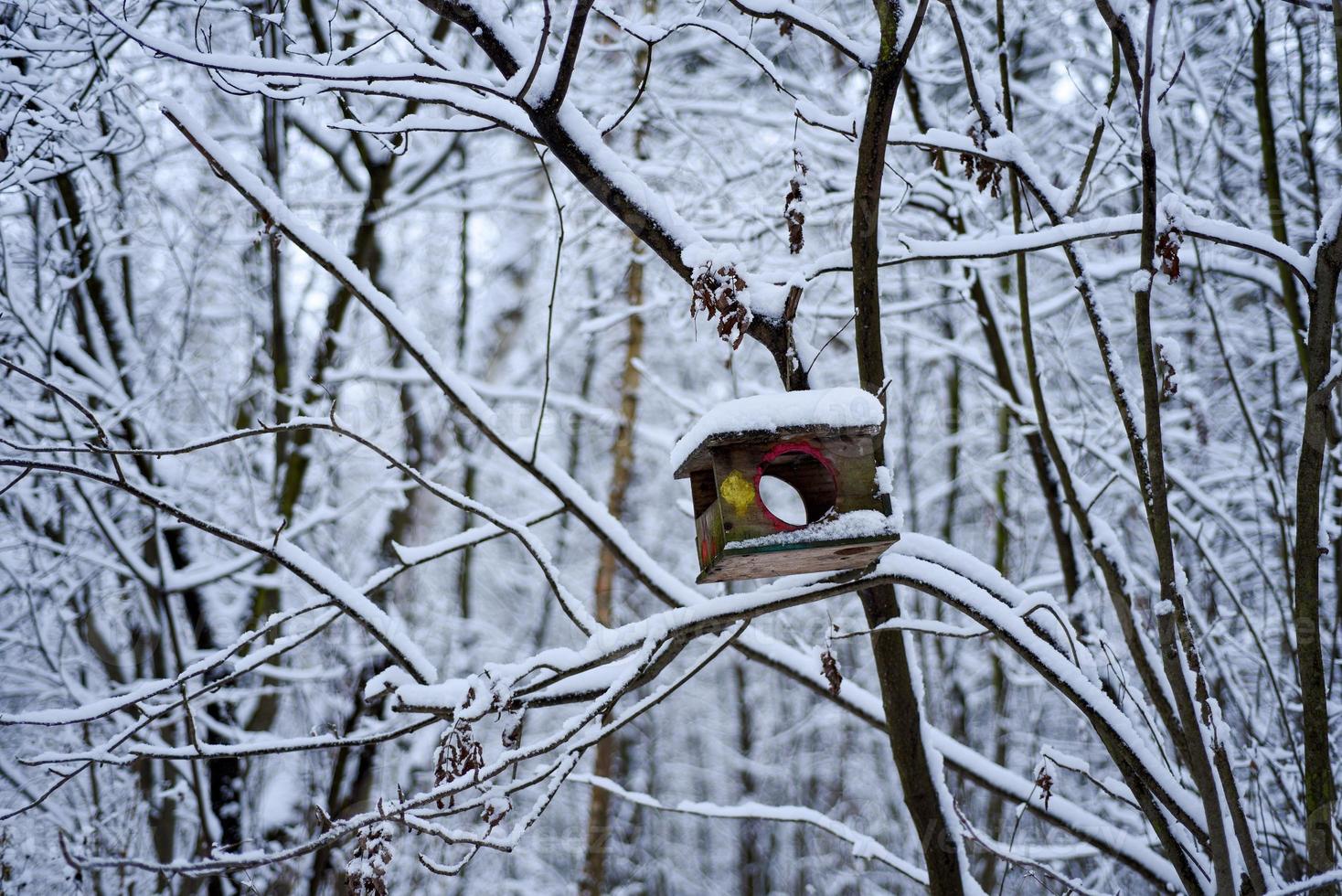 Russia. Bird feeder in the winter snow-covered forest. photo