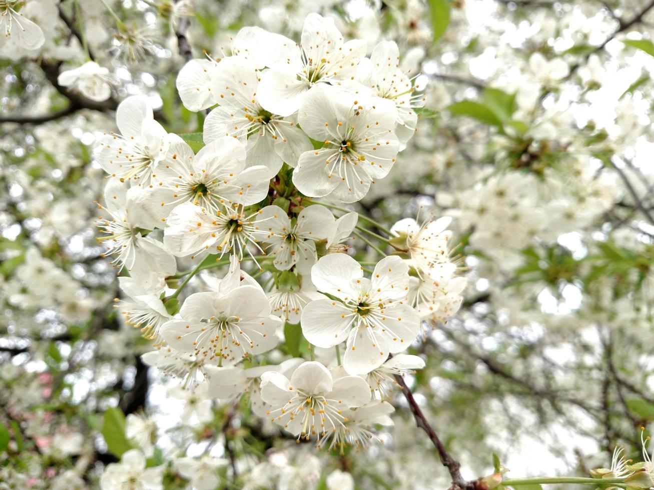 Flowers white color apple tree branch blossoms in summer day photo