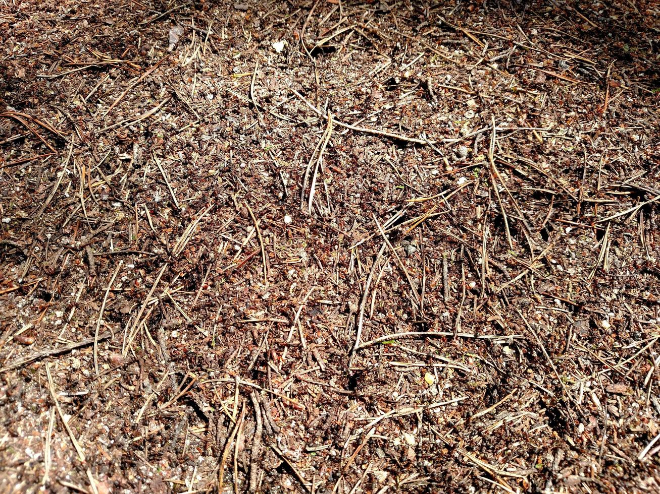 Anthill in summer forest - for background. photo