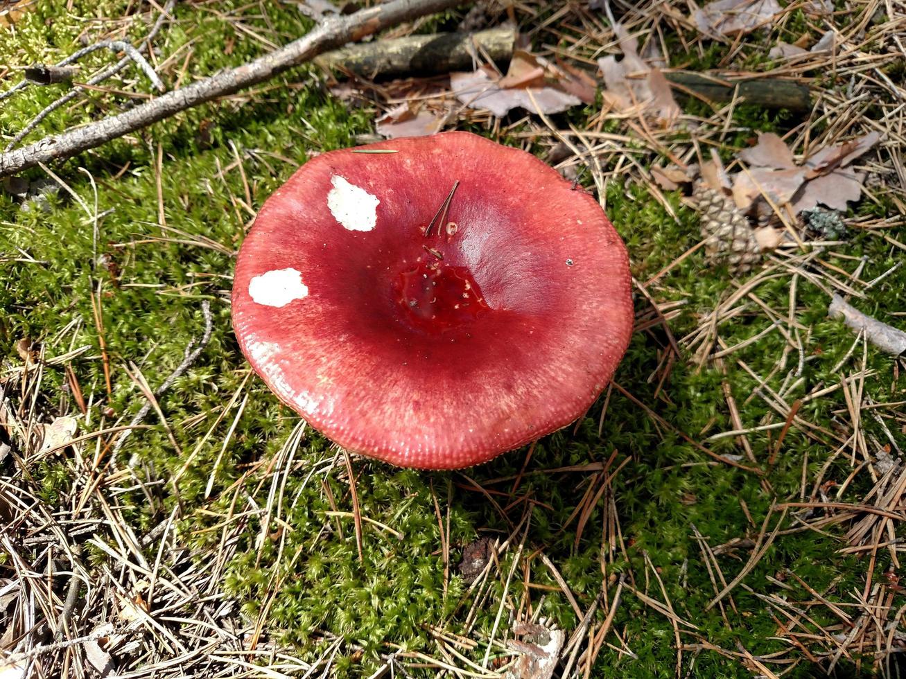 Red mushroom in summer forest. photo