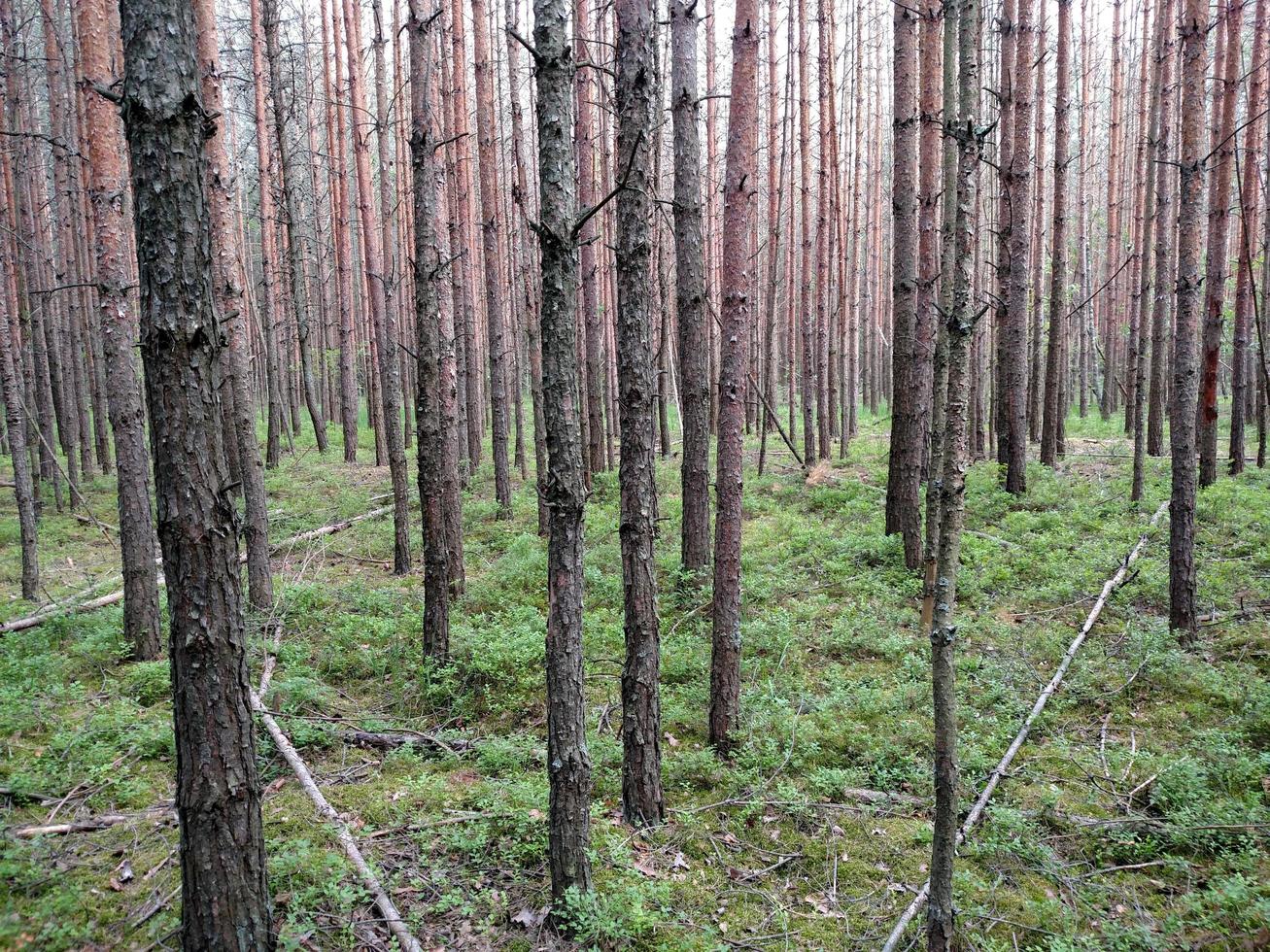 fondo de bosque oscuro. árboles del bosque de ucrania. foto