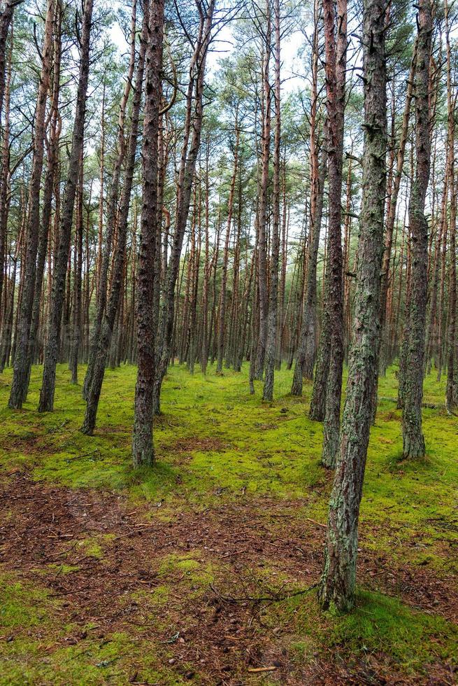 una imagen de un bosque danzante en el istmo de curlandia en la región de kaliningrado en rusia. foto