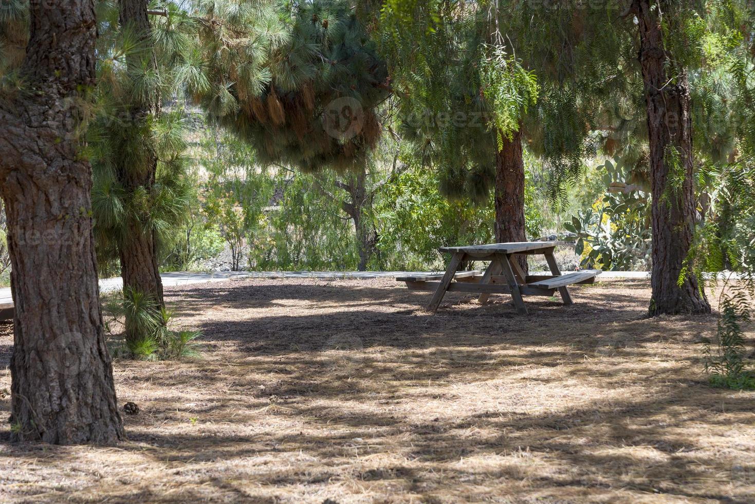 Bench near the trees in a picnic area. photo