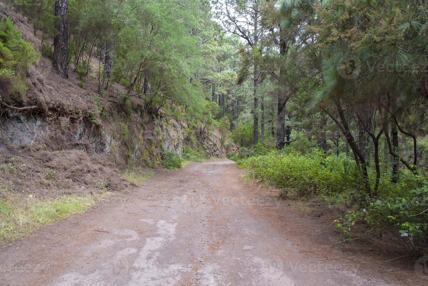 Dense forest on the island of Tenerife. photo