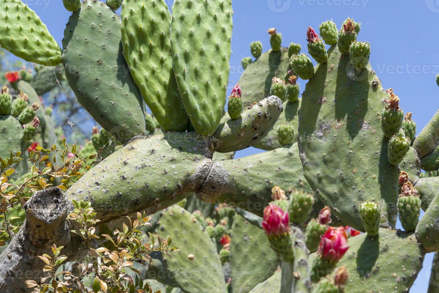 cactus que crecen en las montañas de la isla de tenerife. foto