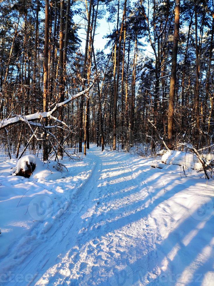 A snow-covered road in the forest before Christmas. A cold winter landscape. photo