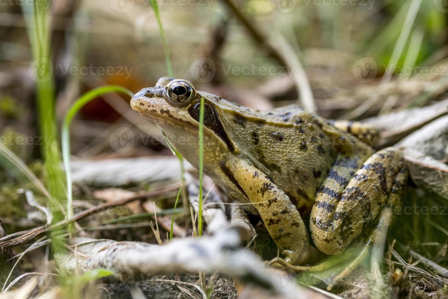 la rana común marrón se sienta escondida en el suelo entre la hierba y las hojas foto