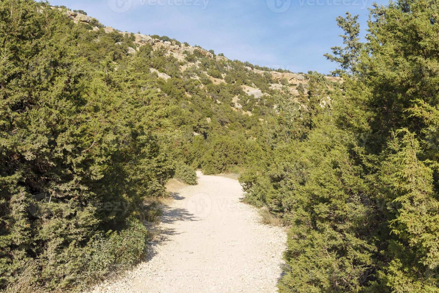 Shrubs and foliage grow along a mountain road on the island of Cyprus. photo