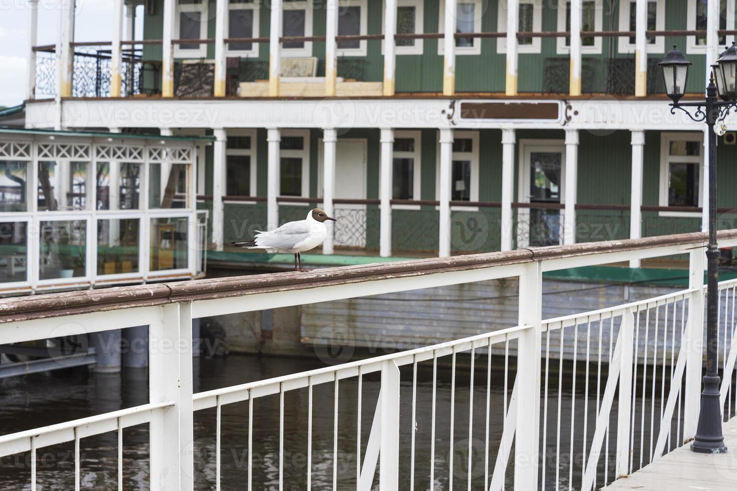 One Seagull stands on the railing near the pier. photo