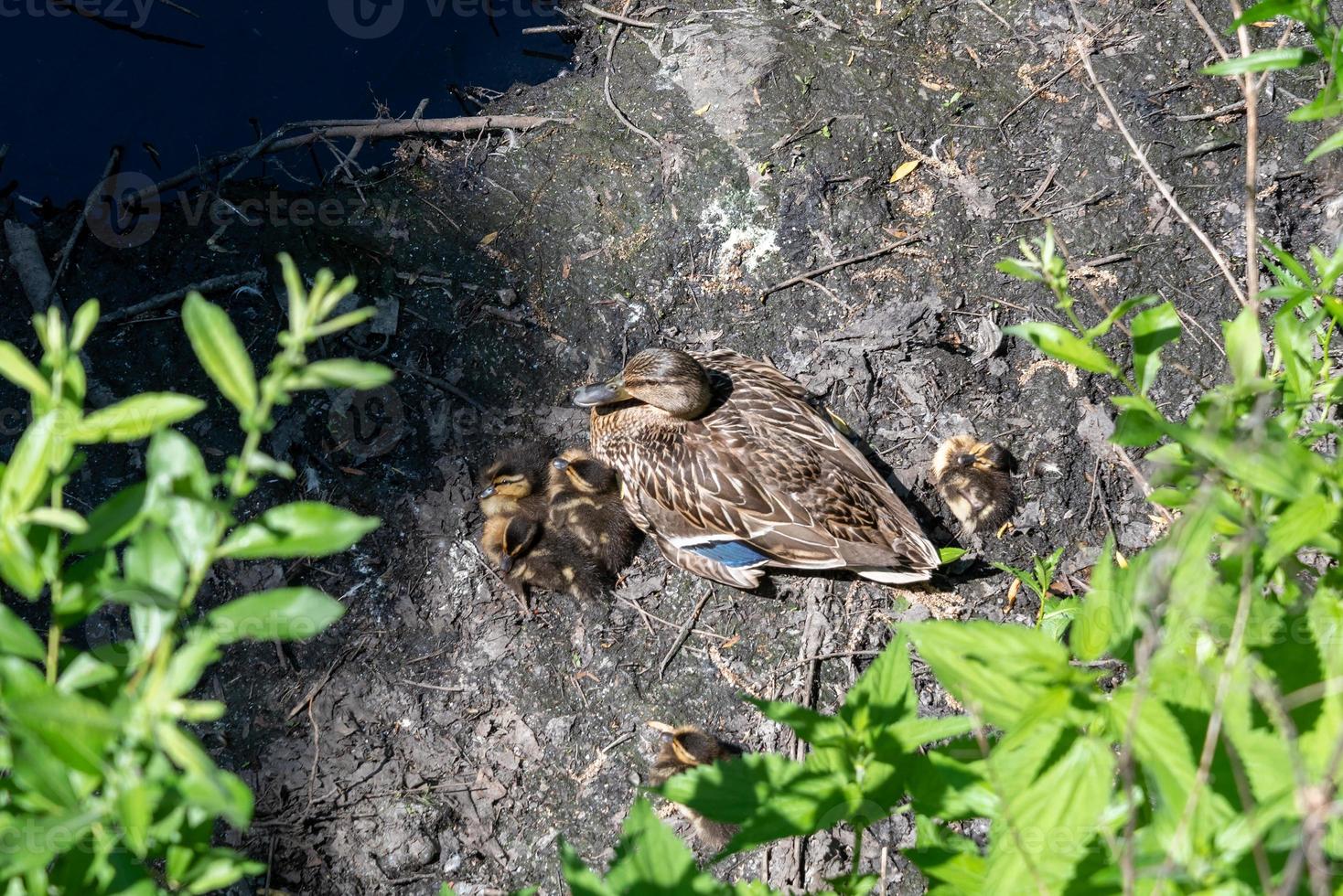 Mama duck on the shore with ducklings in the wild. photo