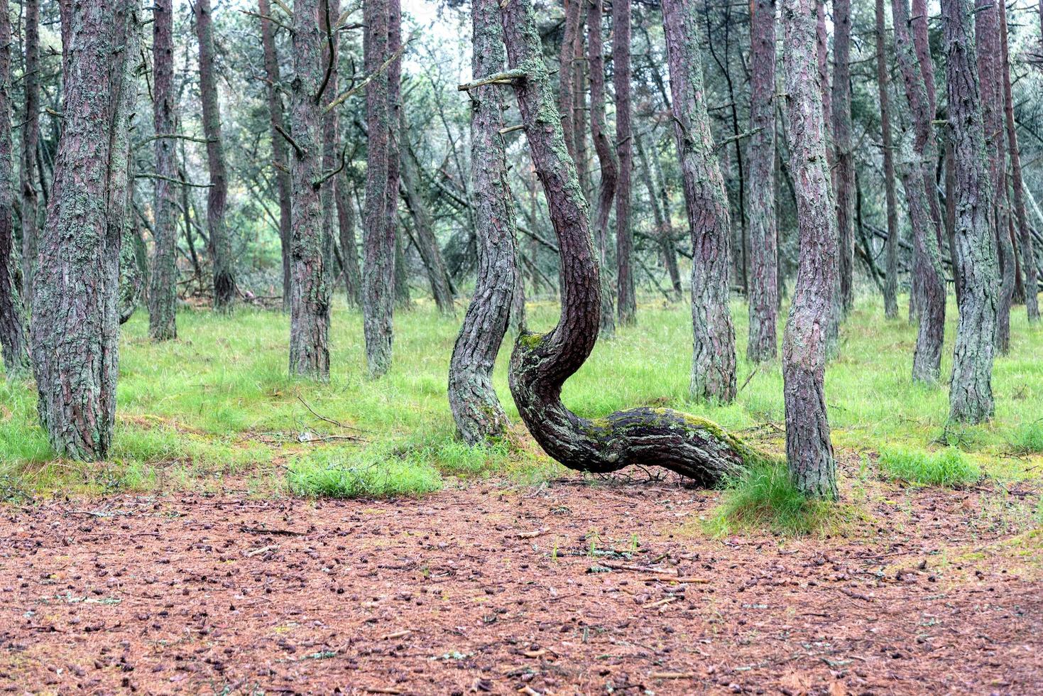 An image of a dancing forest on the Curonian Spit in the Kaliningrad region in Russia. photo