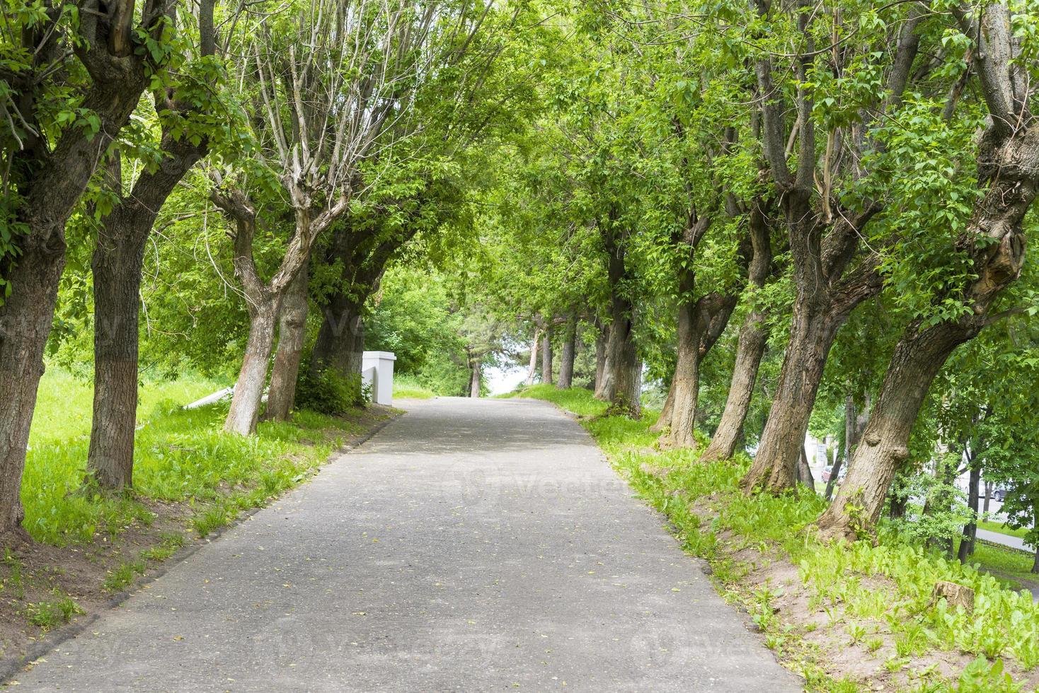 paved roads between trees and green grass, empty roads in the village area with shrubs and trees on the side photo
