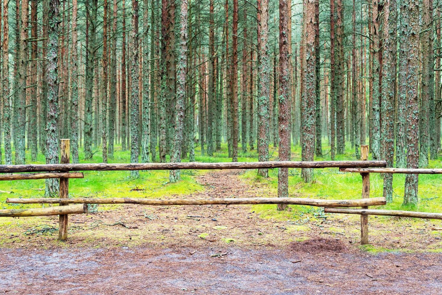 hermoso paisaje rural con una antigua valla de madera y un bosque. foto