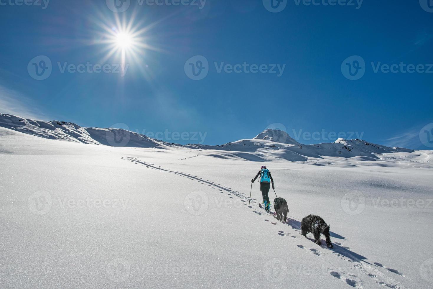 Ski mountaineering a woman climbs the track with her two dogs photo