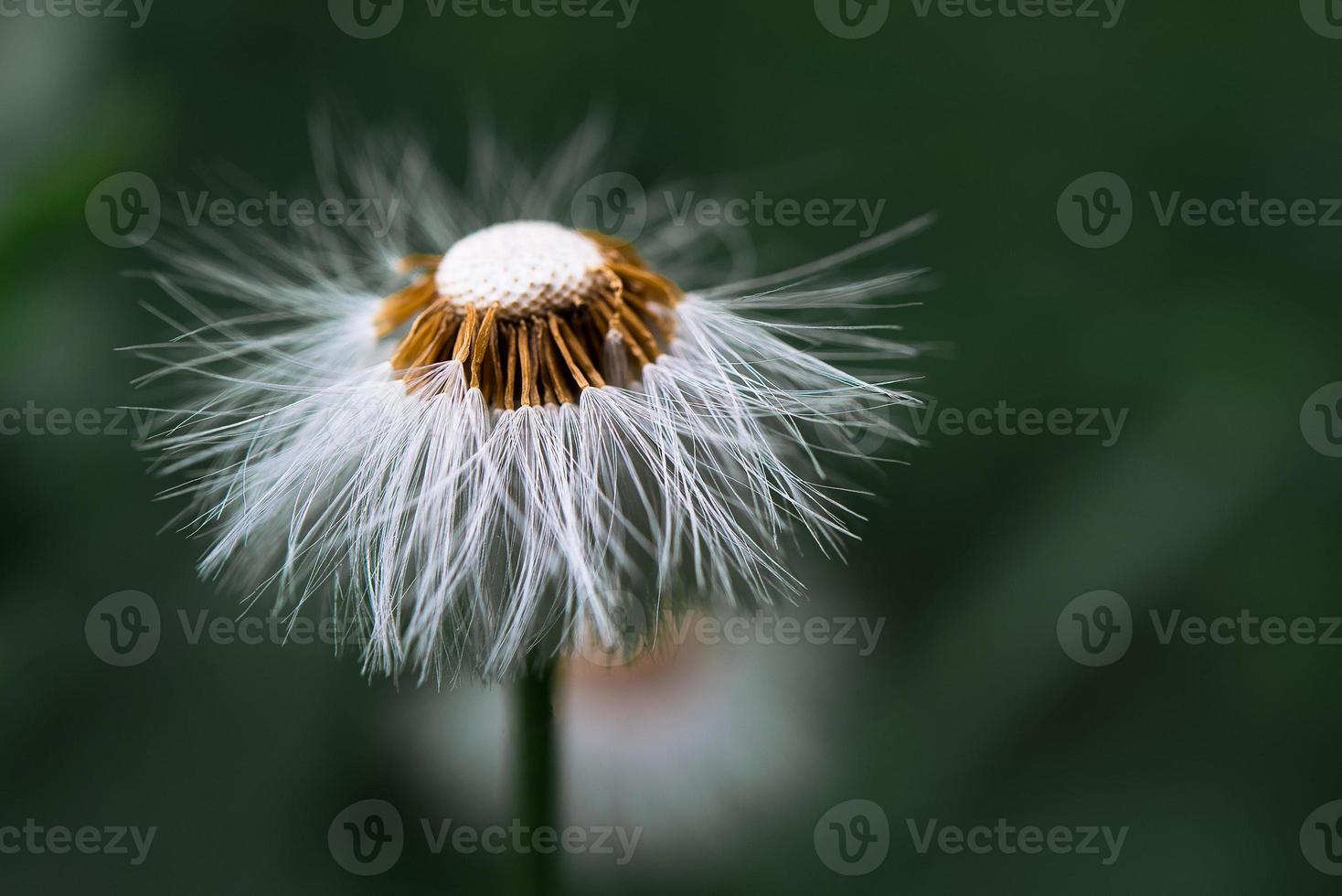 Fruit of asteraceae on the Italian prealps photo