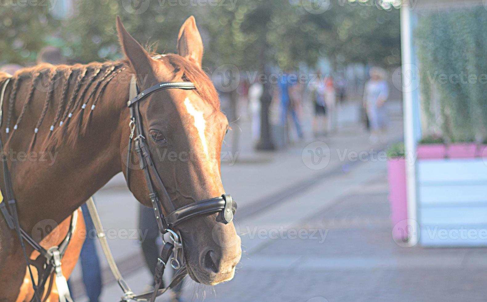 Summer portrait of a head of horse in the street photo