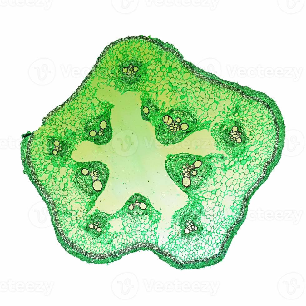 Cucurbita stem micrograph photo