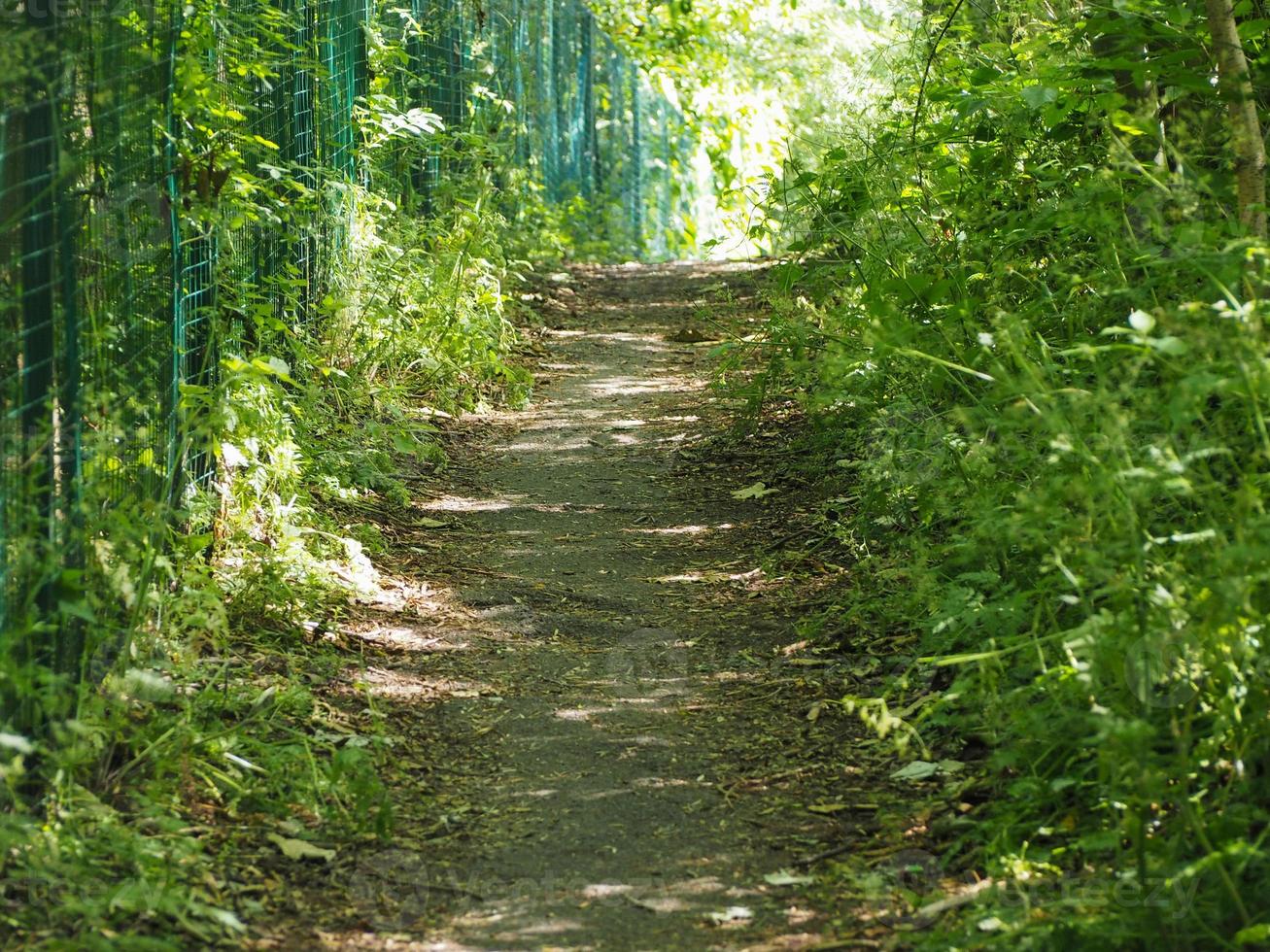 camino en el bosque foto