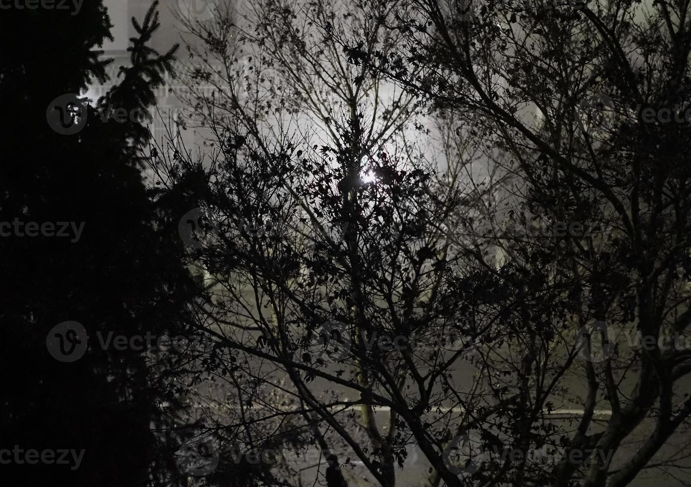 dark gloomy trees photo