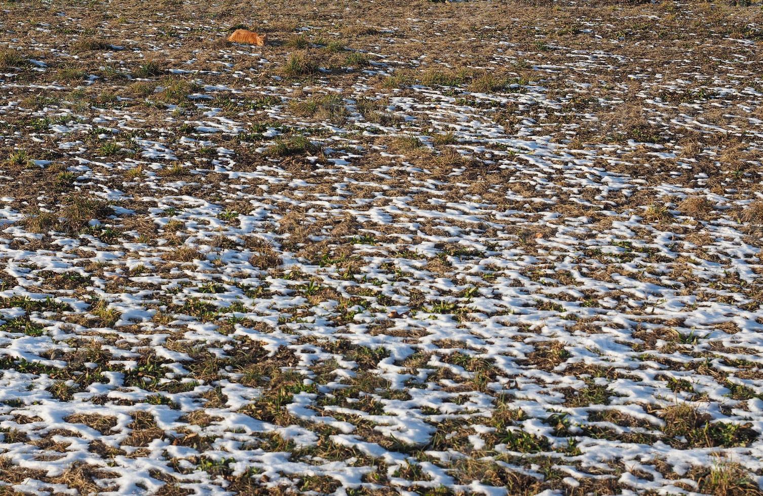 snow in meadow photo