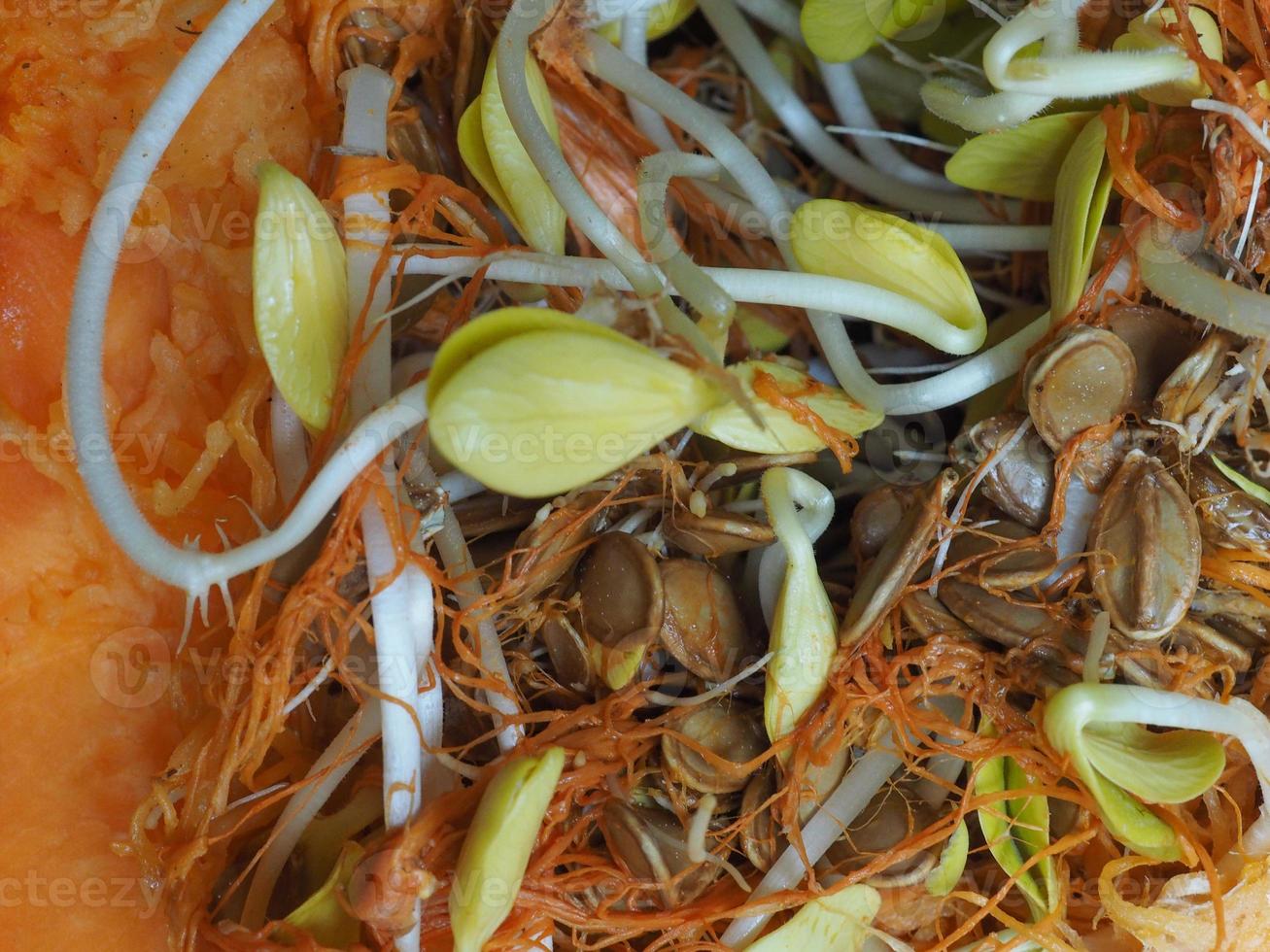 pumpkin seeds sprouts photo