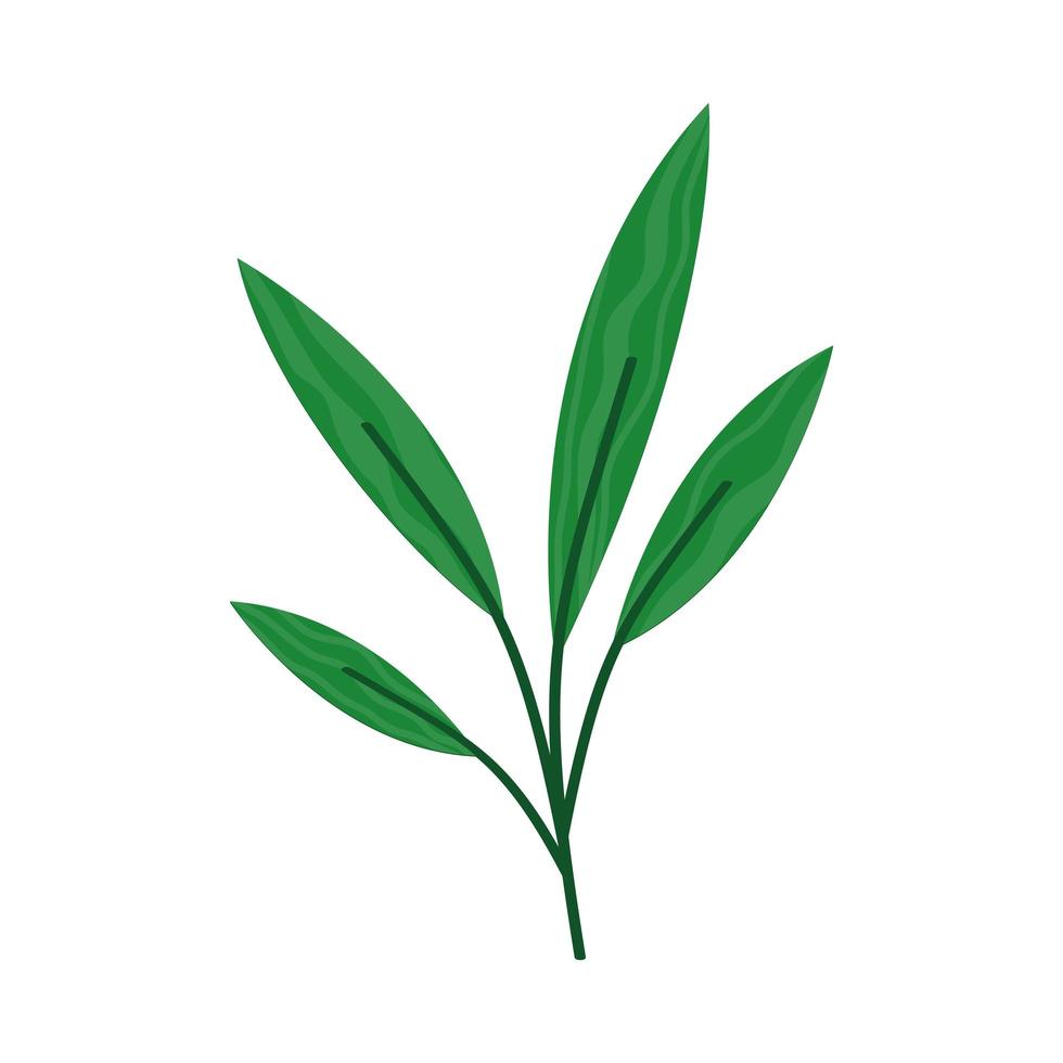 branch with leaves plants vector