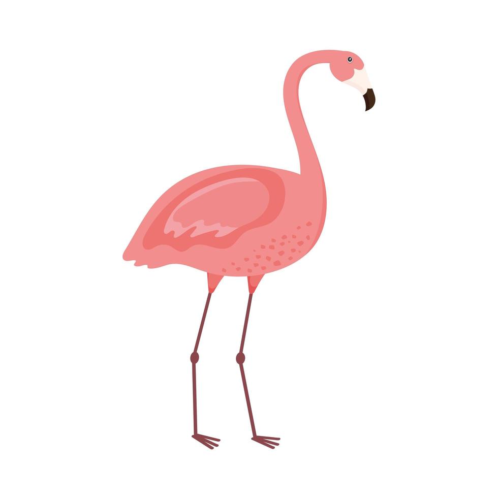 flamingo exotic animal vector