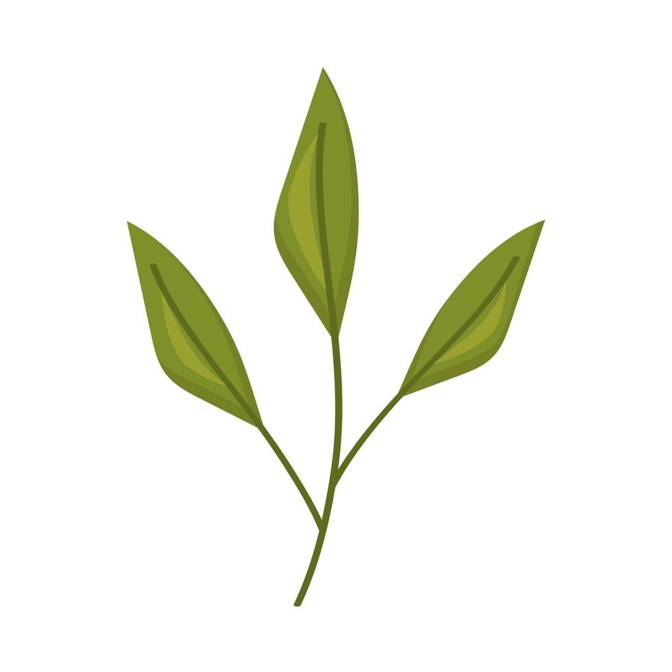 leaves of matcha vector