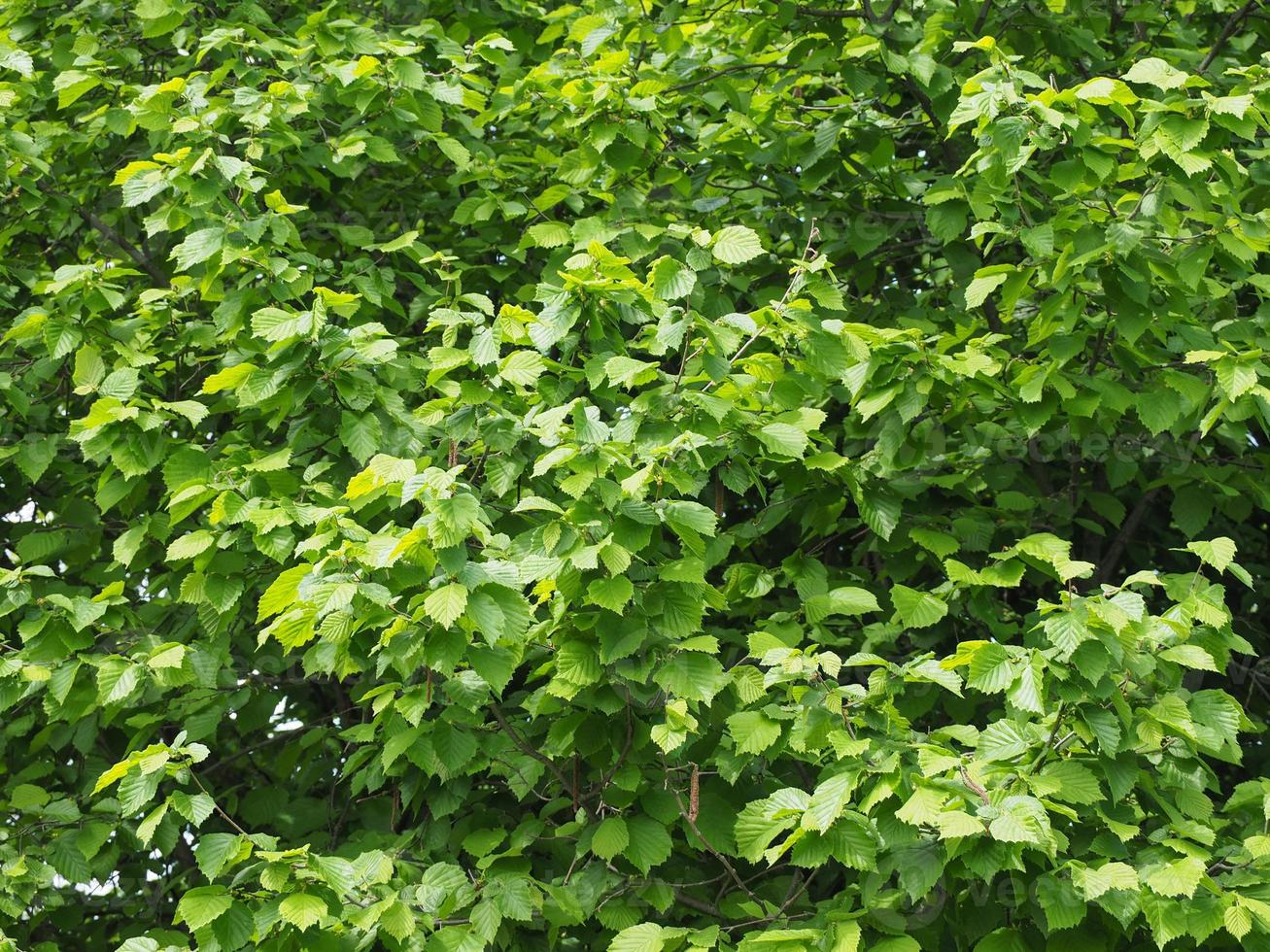 hazel tree leaves photo