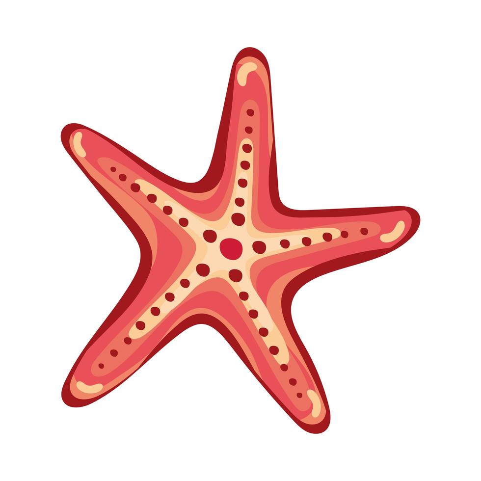 starfish sea shell vector